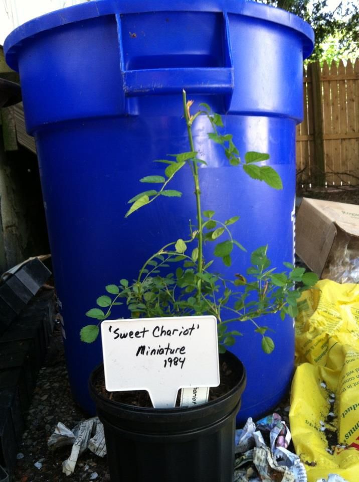  photo Sweet_Chariot_Repotted_May_1st_2013_zps925d03c3.jpg